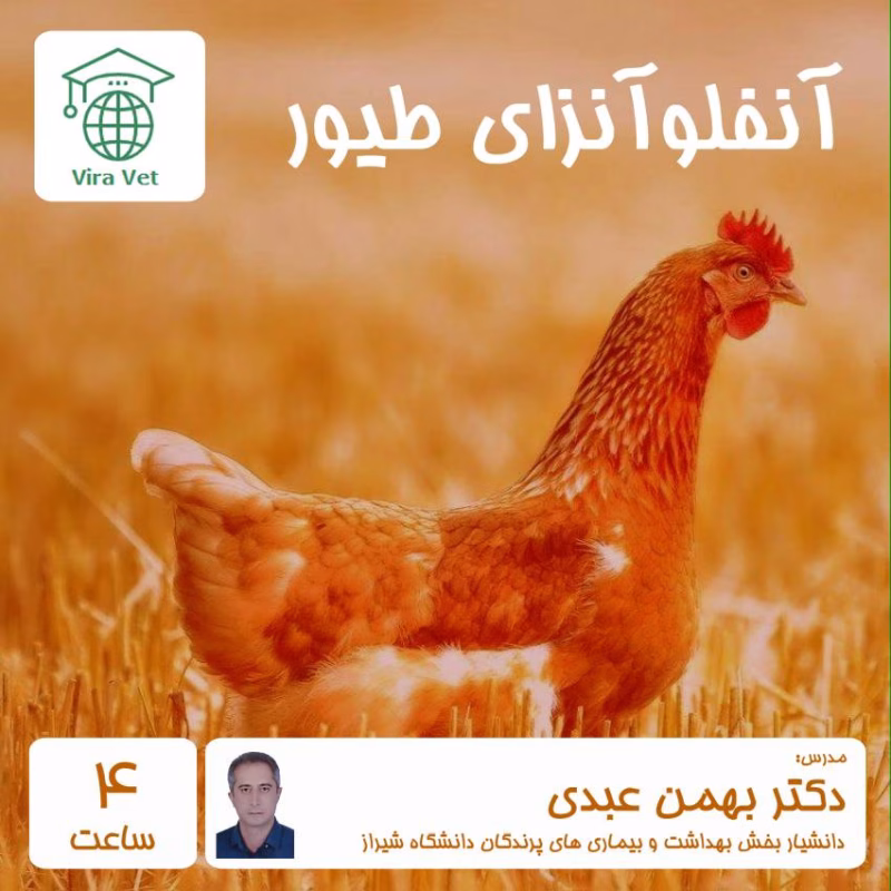 آنفلوآنزای طیور