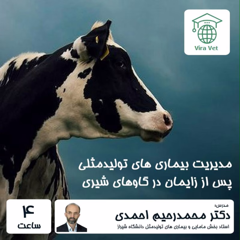 مدیریت بیماری های تولیدمثلی پس از زایمان در گاوهای شیری