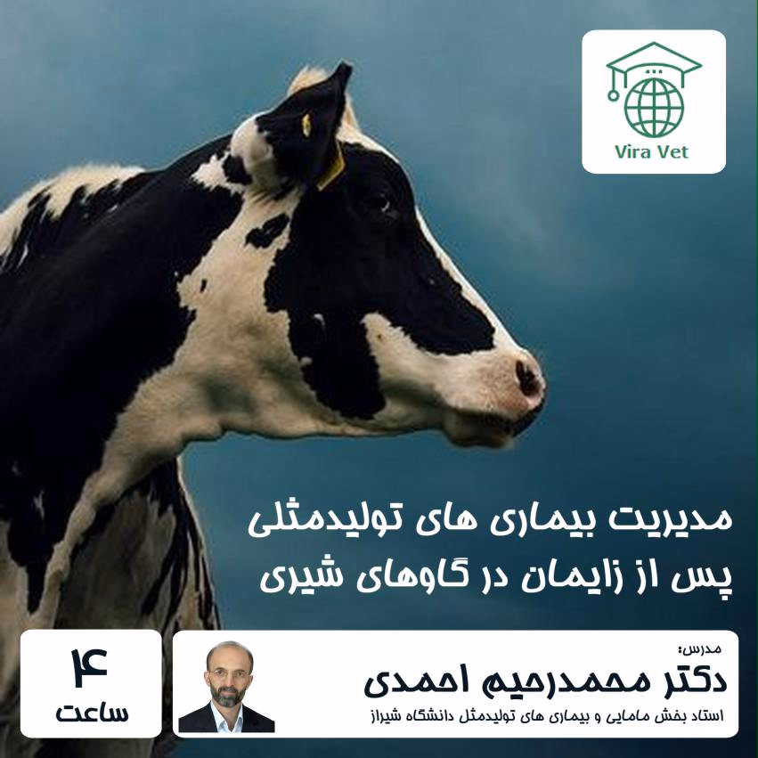 پس از زایمان 1 مدیریت بیماری های تولیدمثلی پس از زایمان در گاوهای شیری - Image 1