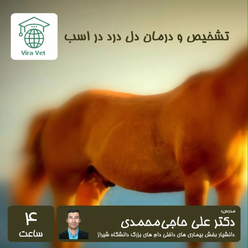 تشخیص و درمان دل درد در اسب