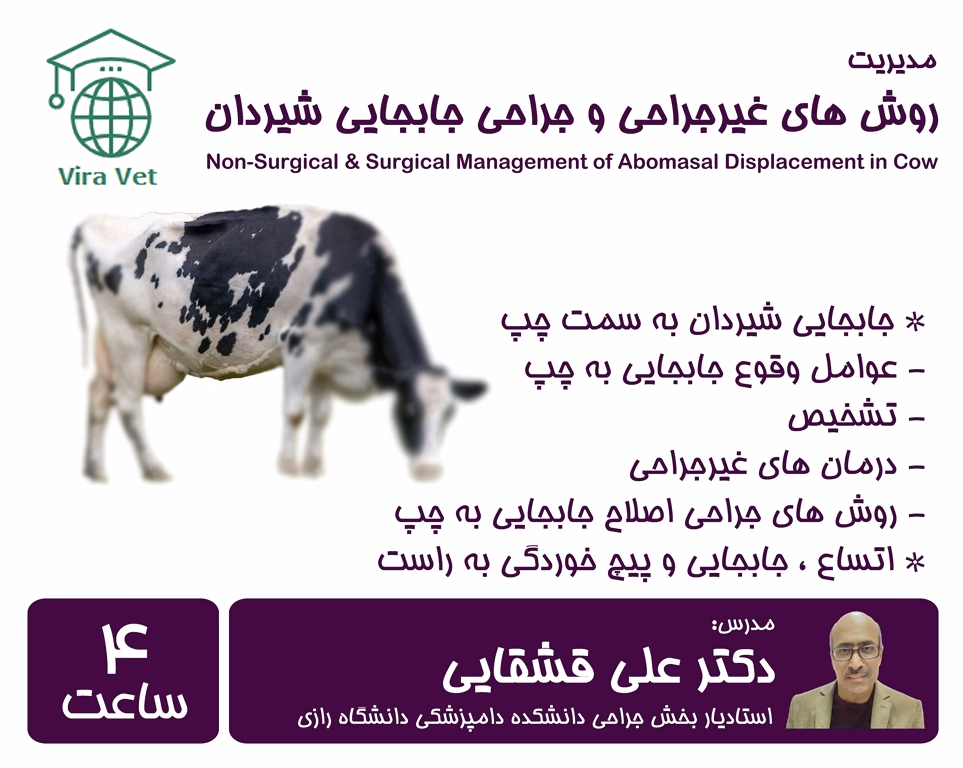 شیردان 1 مدیریت روش های غیرجراحی و جراحی جابجایی شیردان Non-Surgical & Surgical Management of Abomasal Displacement in Cow - Image 1