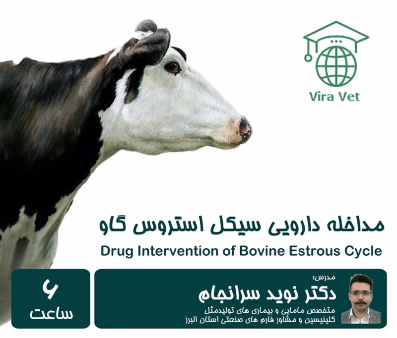 مداخله دارویی سیکل استروس گاو Drug intervention of bovine estrous cycle