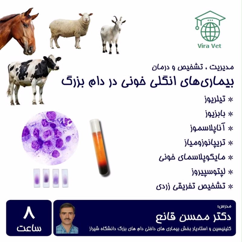 بیماری های انگل های خونی در دام های بزرگ Hemoparasitic Diseases in Farm Animals