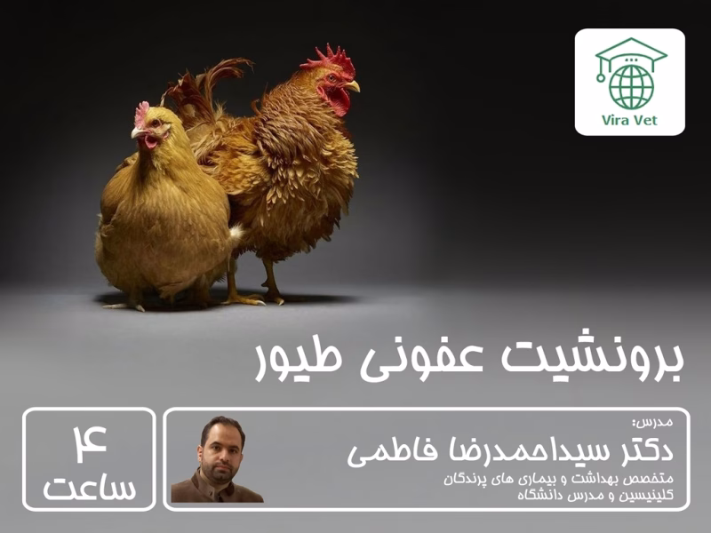 بروشیت عفونی طیور Avian Infectious Bronchitis