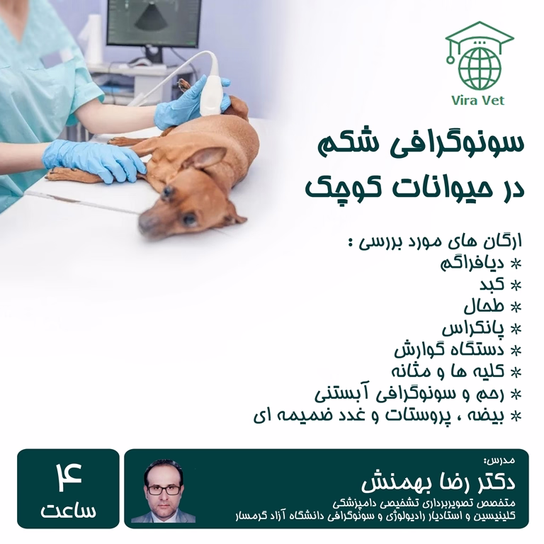 سونوگرافی شکم در حیوانات کوچک (راهکارها ، توانایی در تایید تشخیص بالینی) Abdominal Ultrasound in Small Animals; methods, confirms clinical diagnosis
