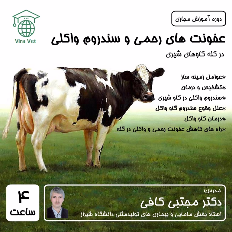 عفونت های رحمی و سندروم واکلی در گله گاوهای شیری