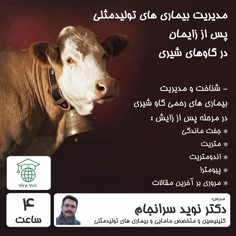 مدیریت بیماری های تولیدمثلی پس از زایمان در گاوهای شیری